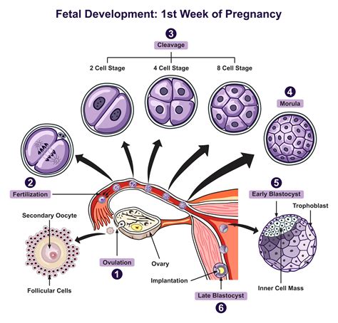 what is the correct sequence of development stages after fertilization