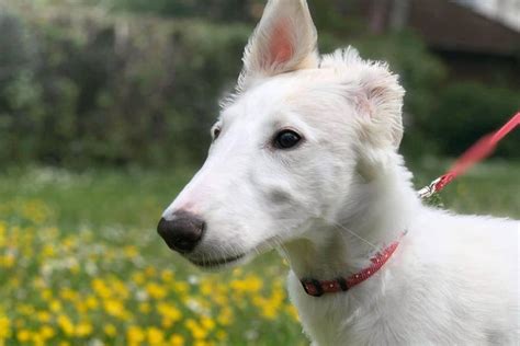 what is the cost to buy a borzoi puppy