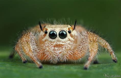 what is the cutest spider in the world