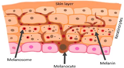 what is the decrease in activity of melanocytes called