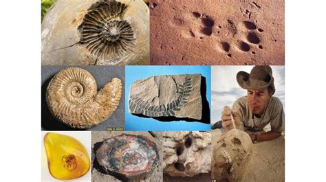What Is The Definition Of Fossil Quizlet