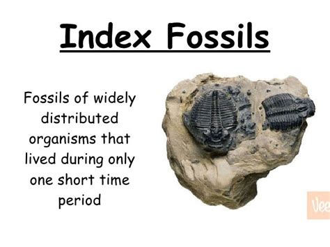 what is the definition of index fossil