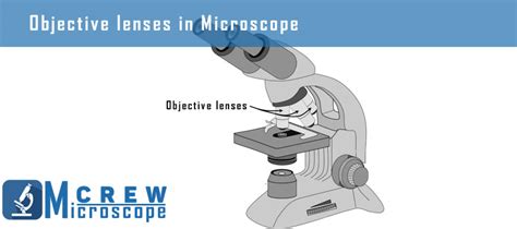 what is the definition of objective lenses in microscope