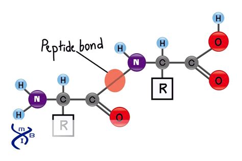 what is the definition of peptide bond