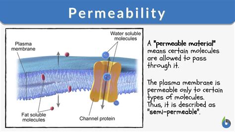 what is the definition of permeation