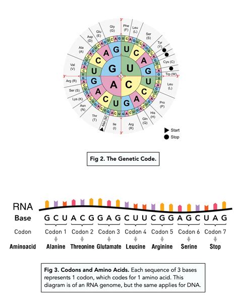 what is the definition of universal genetic code