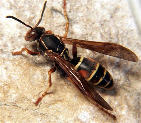 what is the definition of wasp
