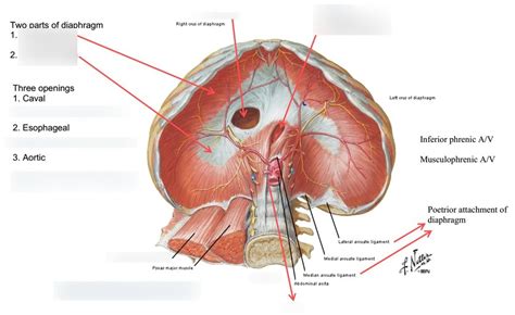 What Is The Diaphragm's Main Function Quizlet