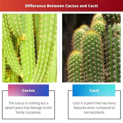 What Is The Difference Between A Cactus And A Cacti