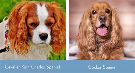What Is The Difference Between A Cavalier And A Cocker Spaniel