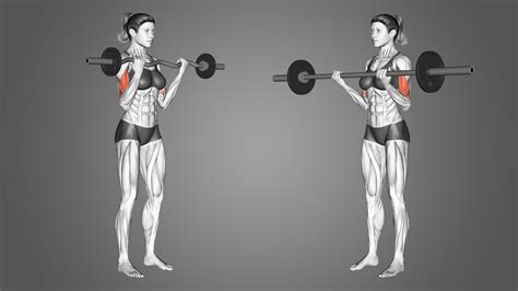 What Is The Difference Between A Curl Bar And A Straight Bar