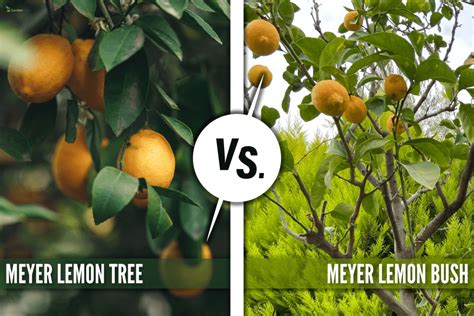 What Is The Difference Between A Lemon Tree And A Lemon Bush