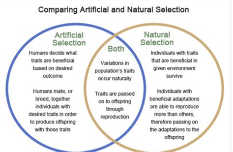 What Is The Difference Between Natural Selection And Artificial Selection Quizlet