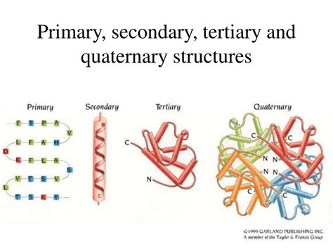 What Is The Difference Between Primary Secondary Tertiary And Quaternary Structure