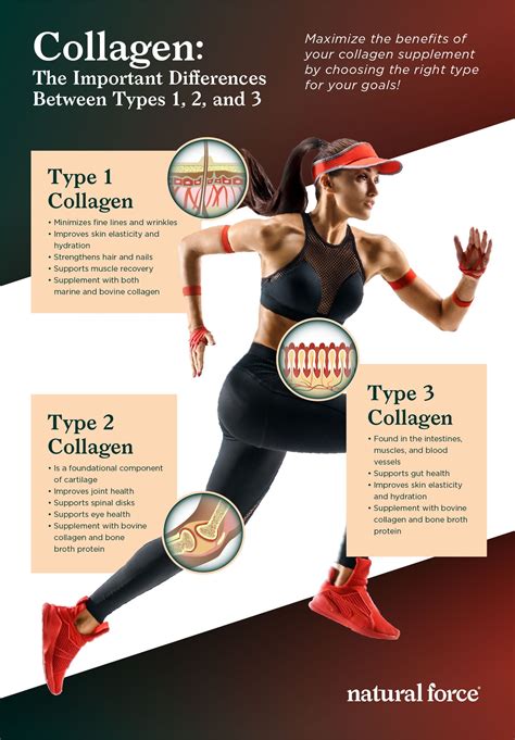 what is the difference between type 1 type 2 and type 3 collagen