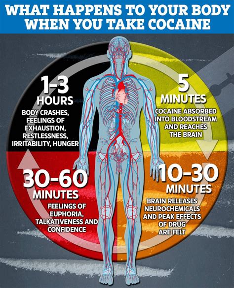 what is the effect of cocaine on the body