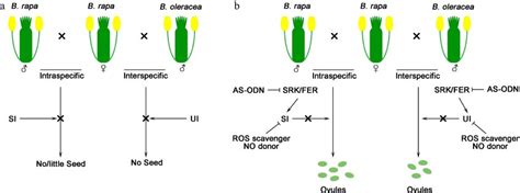 what is the example of interspecific hybridization