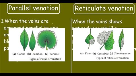 what is the example of reticulate venation