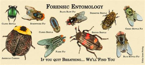 what is the forensic study of bugs called