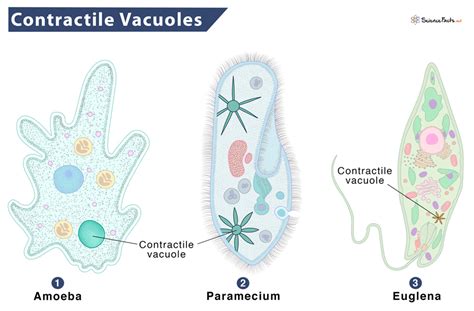 PPT Contractile vacuole action PowerPoint Presentation, free download