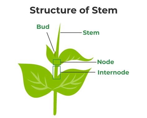 What Is The Function Of A Flower Stem