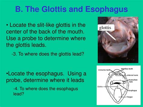 what is the function of a frog's glottis