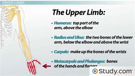 what is the function of a human limb