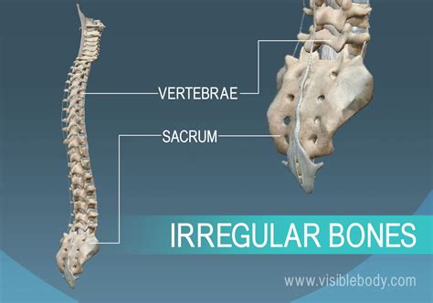 what is the function of a irregular bone