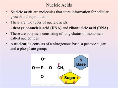 What Is The Function Of A Nucleic Acid Give Two Examples