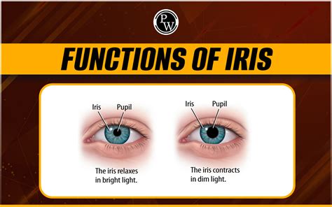 what is the function of an iris