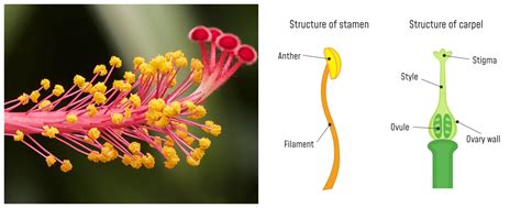 what is the function of androecium class 6