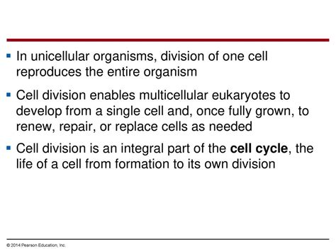 What Is The Function Of Cell Division In Unicellular Organisms