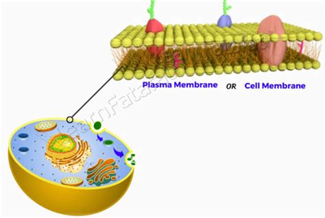 What Is The Function Of Cell Membrane Class 9
