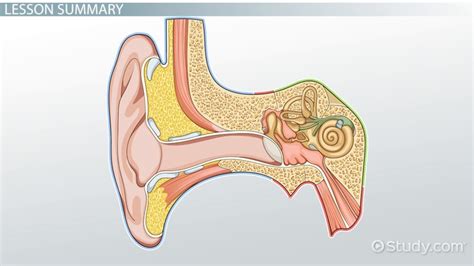 what is the function of cochlea class 8