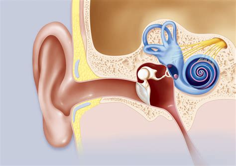 what is the function of cochlea in a human ear
