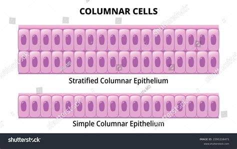 What Is The Function Of Columnar