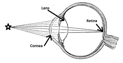 what is the function of convex lens in human eye