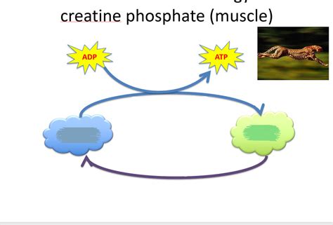 What Is The Function Of Creatine Phosphate Quizlet