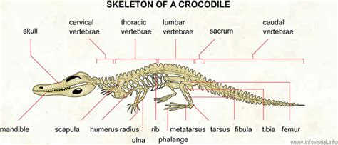 what is the function of crocodile limbs
