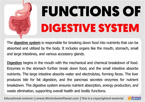 what is the function of digestive system for class 3