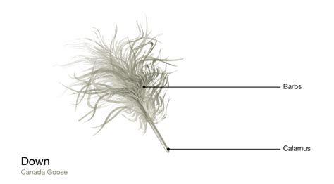What Is The Function Of Down Feathers