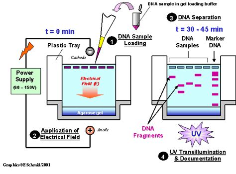 What Is The Function Of Electricity And Agarose Gel In Electrophoresis