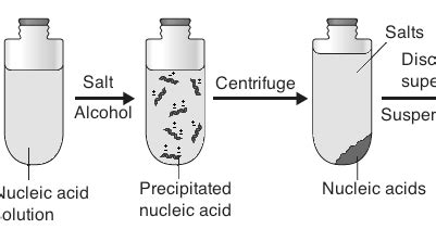 What Is The Function Of Ethanol In Dna Extraction