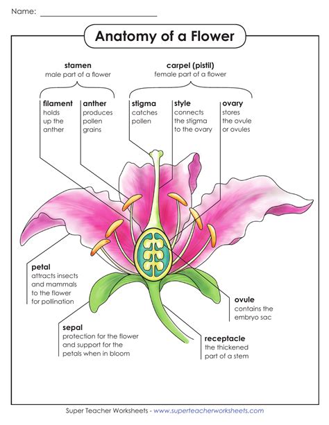What Is The Function Of Filament In A Flower