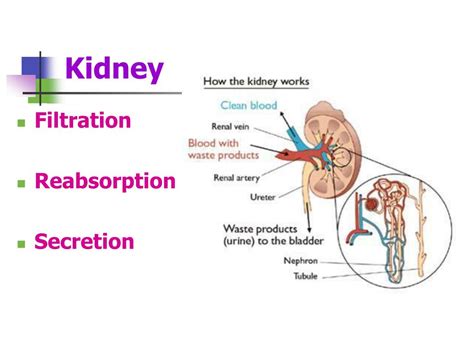 What Is The Function Of Filtration