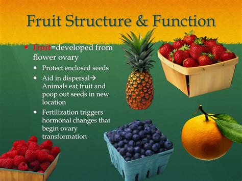 What Is The Function Of Fruit In A Plant