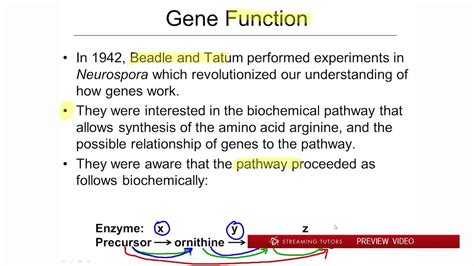 what is the function of genes