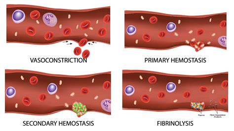 What Is The Function Of Hemostasis