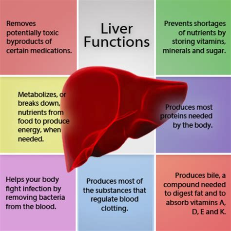 what is the function of human body liver