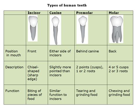 what is the function of incisors class 4